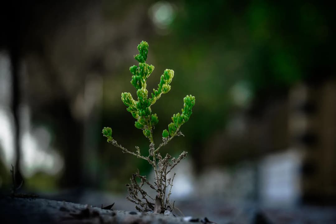 Une plante qui pousse et devient visible.